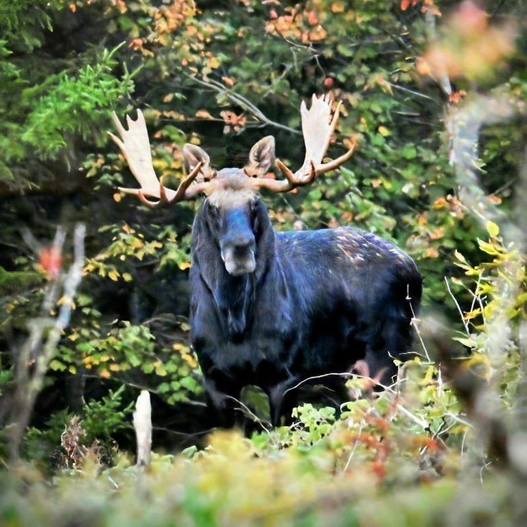 Moose