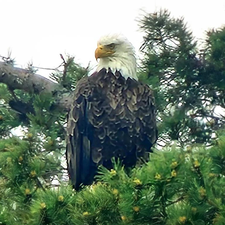 Eagle