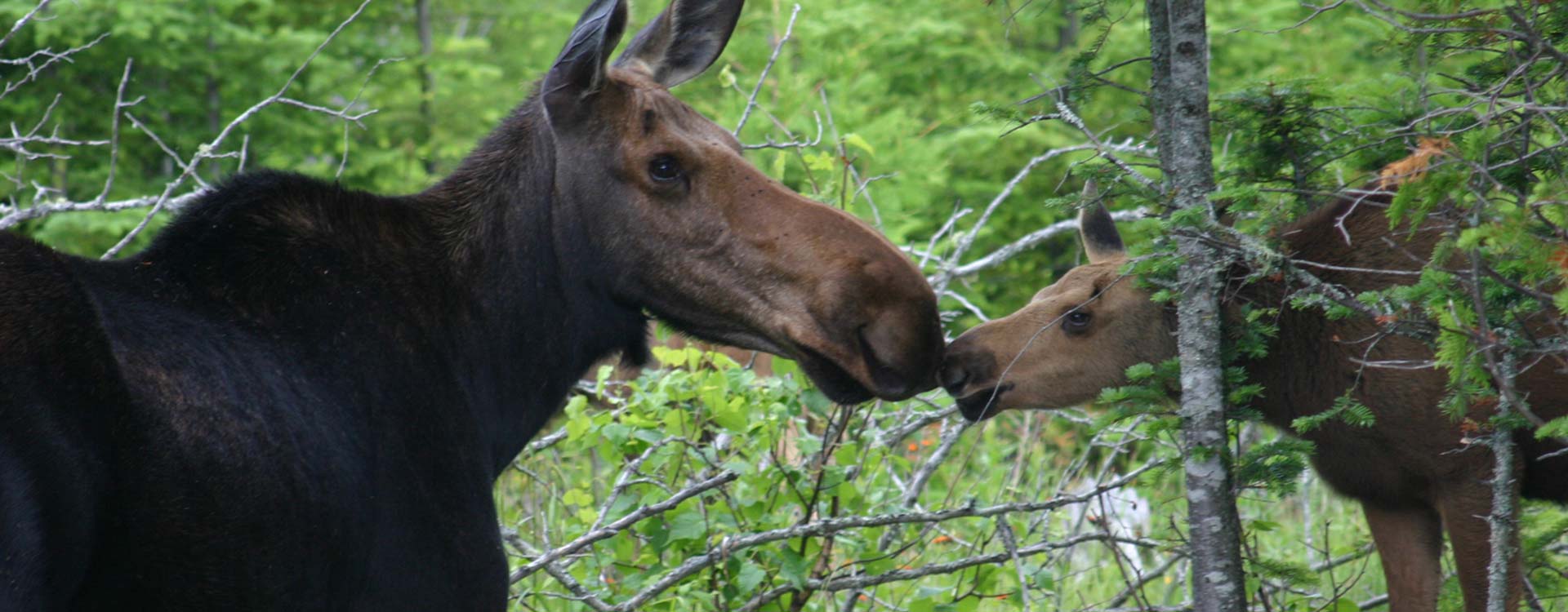 Moose