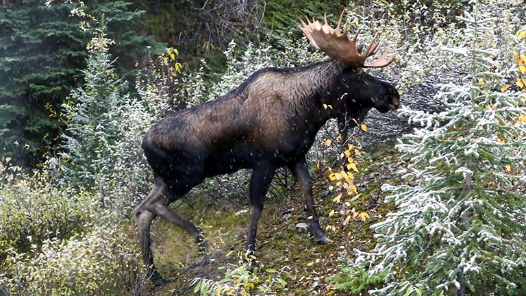 Moose