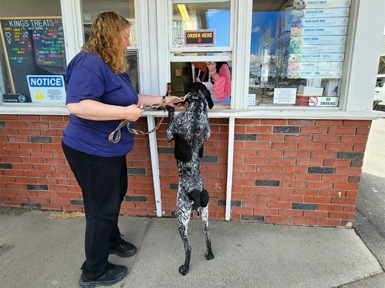 Dog at Window