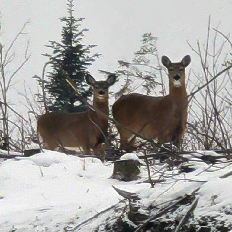 Deer