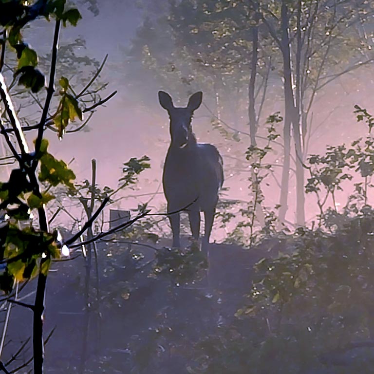Moose