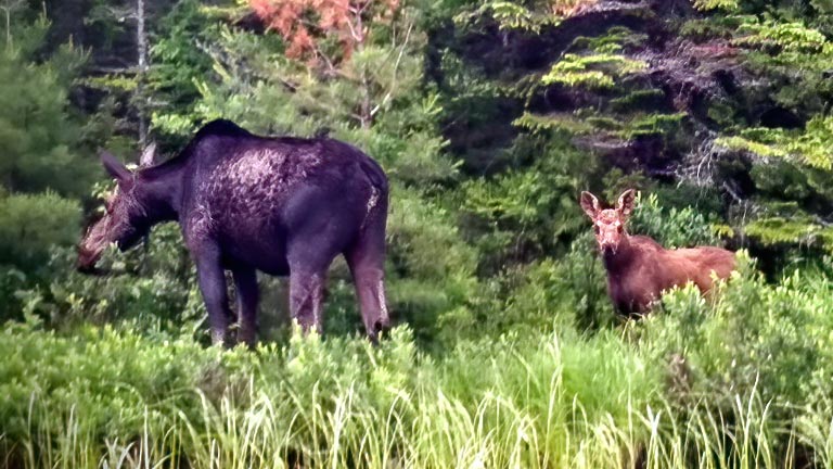 Moose