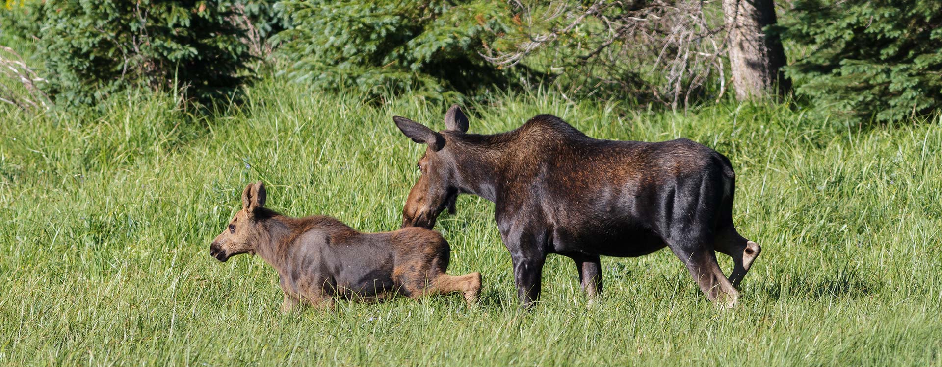 Moose